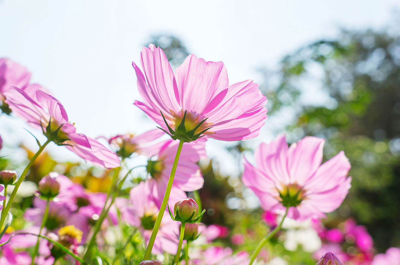 000085396653cosmos-flowers